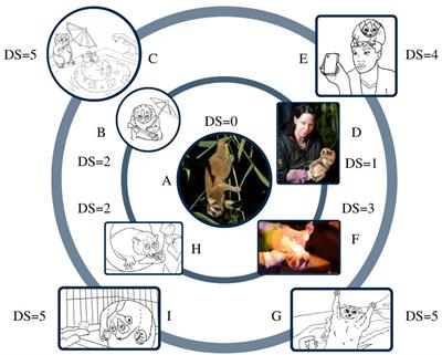 Normal redefined: Exploring decontextualization of lorises (Nycticebus & Xanthonycticebus spp.) on social media platforms